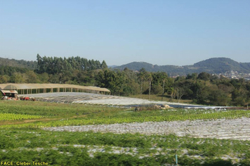 Foto - Dia de Campo sobre produção em ambiente protegido - Feliz/RS