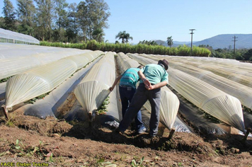 Foto - Dia de Campo sobre produção em ambiente protegido - Feliz/RS