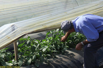 Foto - Dia de Campo sobre produção em ambiente protegido - Feliz/RS