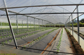 Foto - Dia de Campo sobre produção em ambiente protegido - Feliz/RS