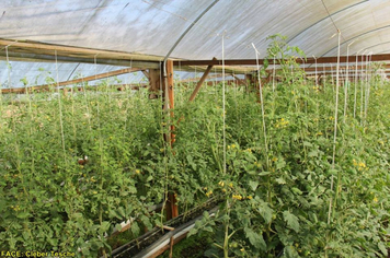 Foto - Dia de Campo sobre produção em ambiente protegido - Feliz/RS