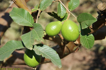 Foto - Dia de Campo sobre produção em ambiente protegido - Feliz/RS