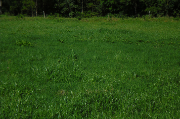 Foto - Projeto Irrigando a Agricultura Familiar em Tenente Portela