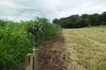 Foto - Projeto Irrigando a Agricultura Familiar em Tenente Portela