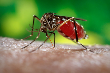 Equipes de endemias trabalham ativamente no combate ao Aedes Aegypti